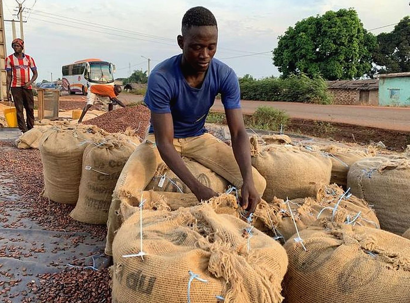 A worker closing sacks of cocoa beans laid out to dry by a roadside