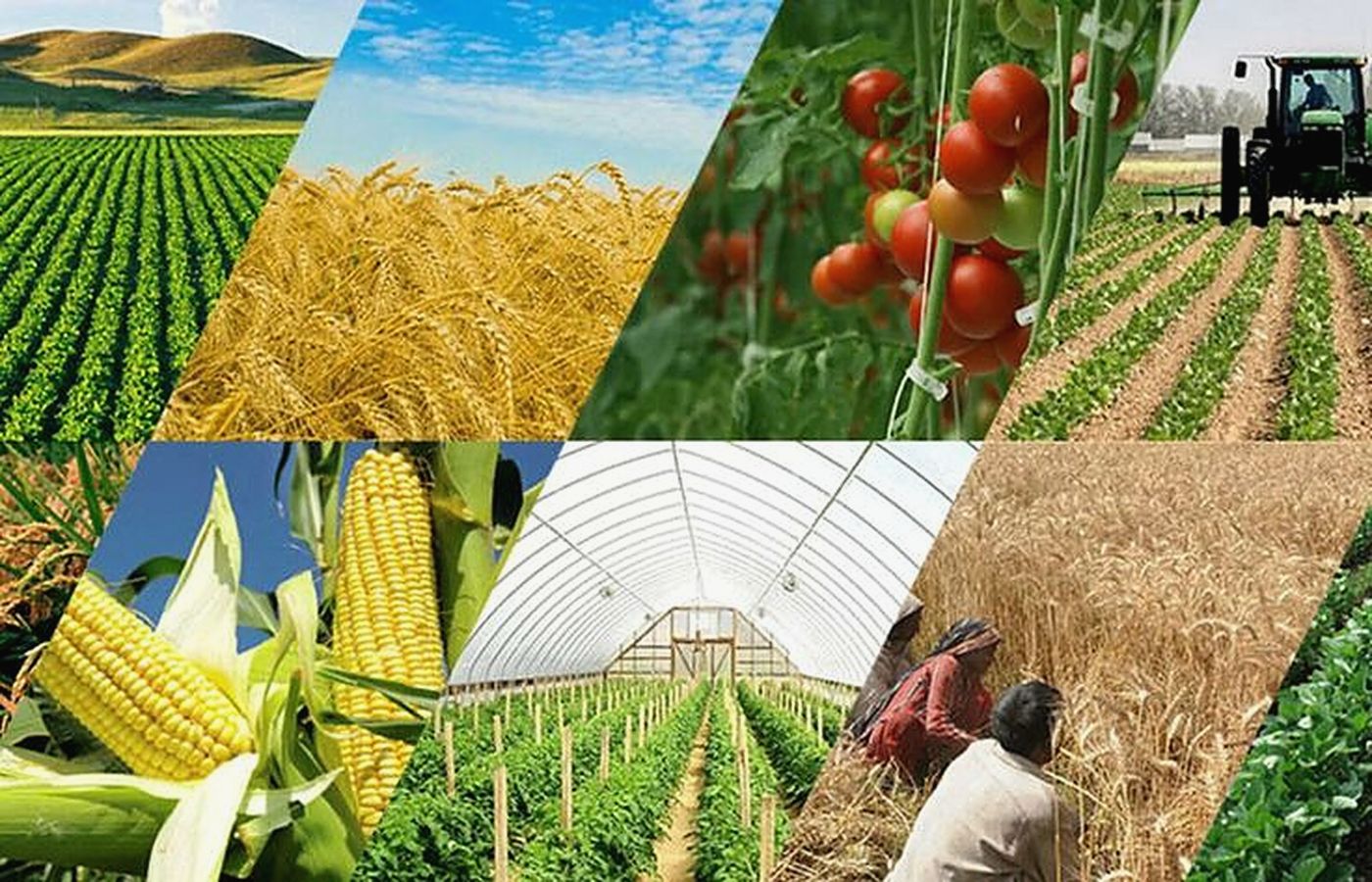 Photo collage of crops: cereals, tomatoes, maize and greenhouses